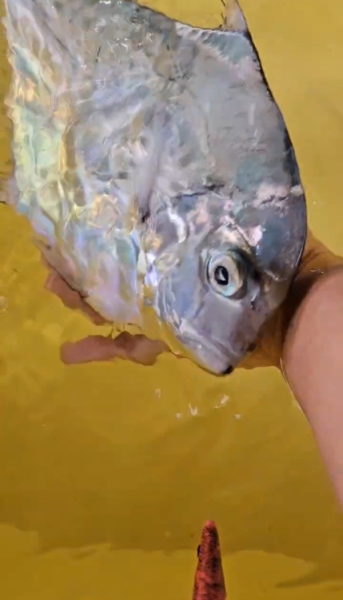 イトヒキダイ